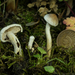 Inocybe sindonia - Photo (c) Mike Potts, μερικά δικαιώματα διατηρούνται (CC BY-NC-ND), uploaded by Mike Potts
