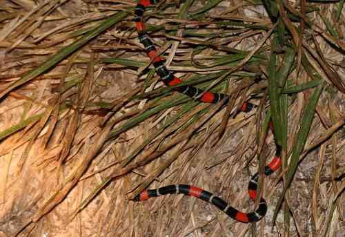 Photo of a South American Coral Snake (Micrurus lemniscatus)