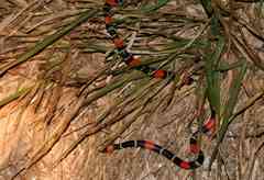 Micrurus lemniscatus