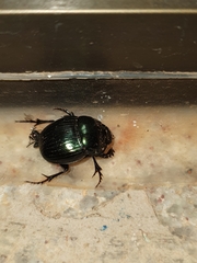 Dichotomius smaragdinus