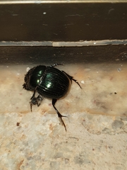 Dichotomius smaragdinus