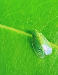 Kallitaxila granulata