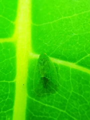 Kallitaxila granulata