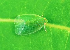 Kallitaxila granulata