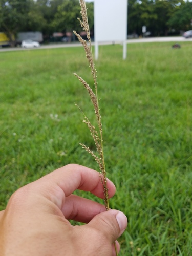 Sporobolus indicus image