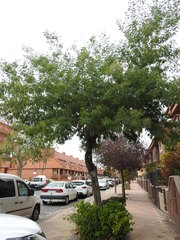 Acacia dealbata dealbata