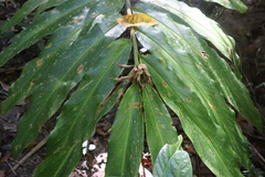 Alpinia arctiflora