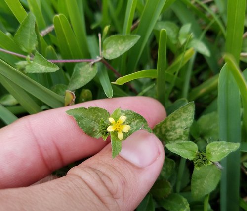 Calyptocarpus vialis image