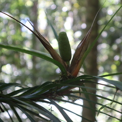 Freycinetia excelsa