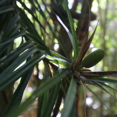Freycinetia excelsa