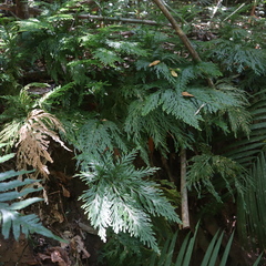 Selaginella longipinna