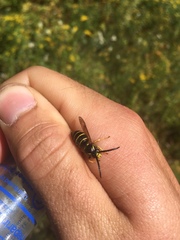 Dolichovespula norvegicoides