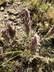 Castilleja schizotricha