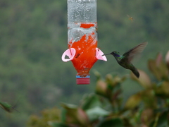 Colibri