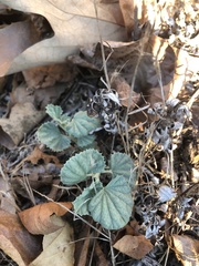 Malvella leprosa