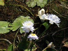 Nymphaea violacea