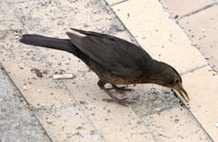 Turdus merula