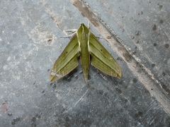 Xylophanes alexandrei