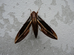 Xylophanes pyrrhus