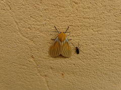 Pseudischnocampa nervosa