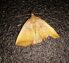 Simplicia armatalis