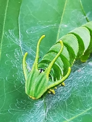 Polyura hebe plautus