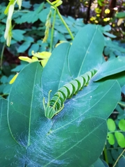 Polyura hebe plautus