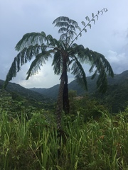 Cyathea arborea