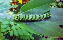 Polyura hebe plautus