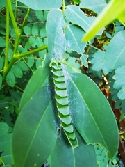 Polyura hebe plautus