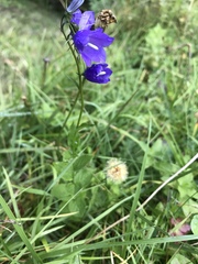 Campanula rhomboidalis