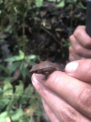 Rhinella festae