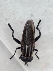 Orthoprosopa bilineata