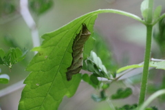 Condica albigera