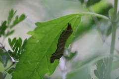 Condica albigera