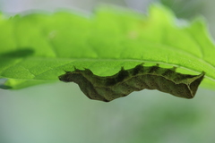 Condica albigera