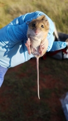 Reithrodontomys fulvescens