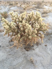 Cylindropuntia ganderi