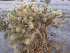 Cylindropuntia ganderi