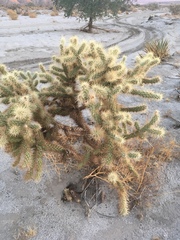 Cylindropuntia ganderi