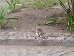 Mimus saturninus
