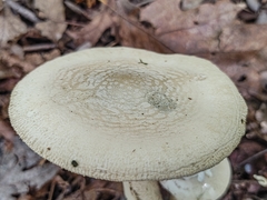 Amanita pelioma