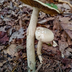 Amanita pelioma