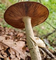 Amanita pelioma