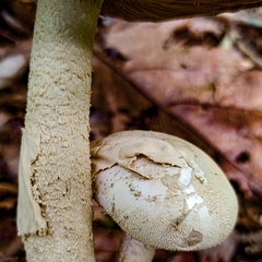Amanita pelioma