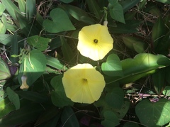 Ipomoea ochracea