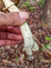 Amanita pelioma
