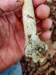 Amanita pelioma