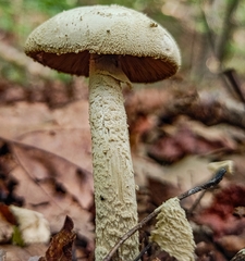 Amanita pelioma