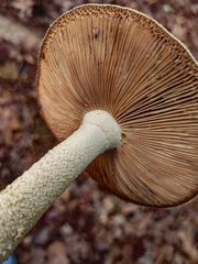 Amanita pelioma
